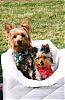 Starsky and Shylah-starsky-pup04.jpg
