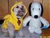 I won 2nd at Petsmart Coustume Comtest-woodstock-631-x-475-.jpg