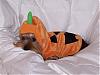 My little pumpkin...-017.jpg