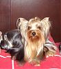 My little pet yorkie-miu-002.jpg