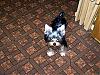 few new pics of max-100_1377.jpg