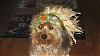 Trick Or Treat!-phoebi-yt.jpg