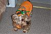 Duke as a pumpkin-100_1091.jpg