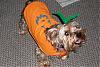 Duke as a pumpkin-100_1090.jpg