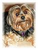 I finally am posting pics of Yorkie and not of Chi's!-rogan1.jpg