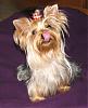 Let's see your tongue pictures!-callie7.jpg