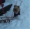 Topher's first romp in the snow...my little snowman!-02nov06-00017.jpg