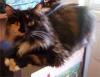 Sully & his BEST friend...my cat Penny! (2 VIDEOS)-pen3.jpg