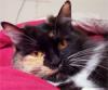 Sully & his BEST friend...my cat Penny! (2 VIDEOS)-pen1.jpg