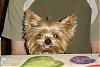 Let's see your tongue pictures!-alfie3.jpg