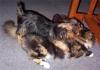 Sully & his BEST friend...my cat Penny! (2 VIDEOS)-wrestling3.jpg