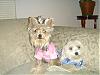 Tinkerbell and Chiquito wearing their new shirts-picture-1350.jpg