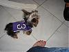 Representing the Ravens!-10-27-06-chloe-representing-ravens.jpg