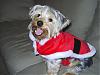 Santa Paws is coming to town!!-winter-06-003.jpg
