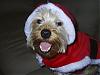 Santa Paws is coming to town!!-winter-06-004.jpg