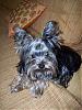Introducing Sir Declan Braveheart-dex-california-032-resized-picture.jpg