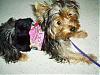 Gracie has a new coat- Thanks Des!-gracie-may.jpg