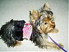 Gracie has a new coat- Thanks Des!-gracie-may-1.jpg