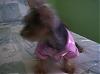 Lillian in her new polo shirt from Target.-100_1077.jpg