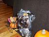 Fergie went to the Groomer!!!-fergiefall3.jpg