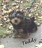 Introducing our Yorkie boy "Teddy"-teddybirthpic.jpg