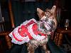 I made Lucy a Christmas dress!-christmas-dress-572-x-428-.jpg