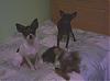 My 3 furbabies..Cosmo Minnie and of course Lillian-all3.jpg