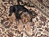 I found my Yorkie!!!-copypuppy1-11-15-06.jpg