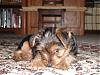 I found my Yorkie!!!-copypuppy2-11-15-06.jpg