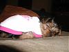I found my Yorkie!!!-copypuppy9-11-15-06.jpg