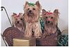 Christmas Photo!-yorkies-600-x-408-.jpg