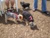 Yoda's First Yorkie Meetup - June 18, 2005-yoda_bentley_and_griffin.jpg