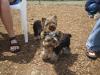 Yoda's First Yorkie Meetup - June 18, 2005-bentley_and_griffin1.jpg