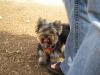 Yoda's First Yorkie Meetup - June 18, 2005-griffin1.jpg