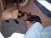 Sully & his BEST friend...my cat Penny! (2 VIDEOS)-000_1438.jpg
