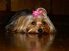 guess the yorkie-untitled1.jpg