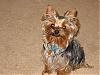 Pics of my 2 silly yorkies-img_0805-2-.jpg