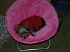 Stedman Got a New Chair-pb181147.jpg