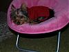 Stedman Got a New Chair-pb181149.jpg