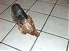 Daisy that bone is as big as you !-hpim1831.jpg