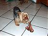 Daisy that bone is as big as you !-miscpics-032.jpg