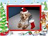 Toto's Christmas Picture-toto-gif.gif