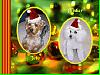 Toto's Christmas Picture-tinker-toto-4gif.gif