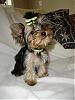 guess the yorkie-untitled3.jpg