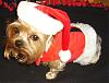 Santa-Paws Mojo-project117.jpg