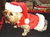 Santa-Paws Mojo-project118.jpg