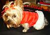 Mojo in Santa harness (last ones, promise)-project127.jpg