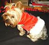 Mojo in Santa harness (last ones, promise)-project128.jpg