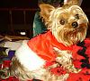 Mojo in Santa harness (last ones, promise)-project123.jpg