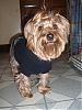 Brownies new Sweater !-cimg3633.jpg
